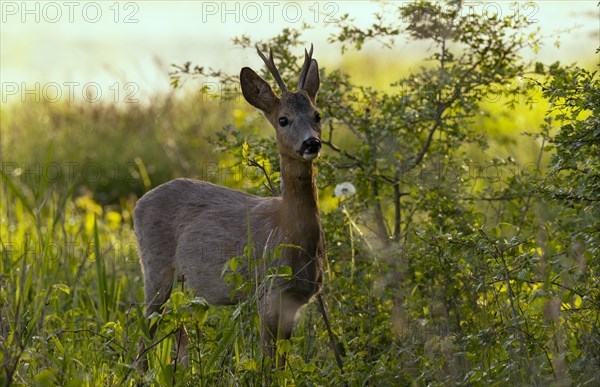 Roebuck (Capreolus capreolus), meadow, Lower Austria