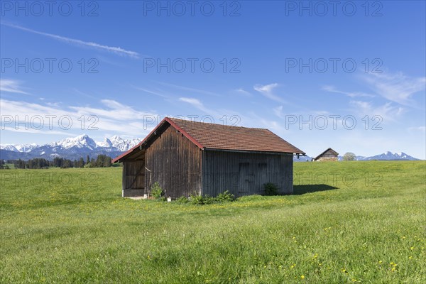 Wooden hut in a meadow near Fuessen, Allgaeu Alps, snow, near Buching, Allgaeu, Bavaria, Germany,