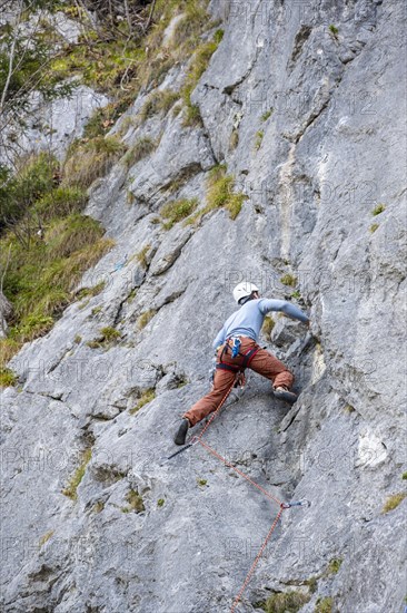 Sport climbing with rope, climber on a rock face, Frauenwasserl climbing garden, Ammergau Alps,