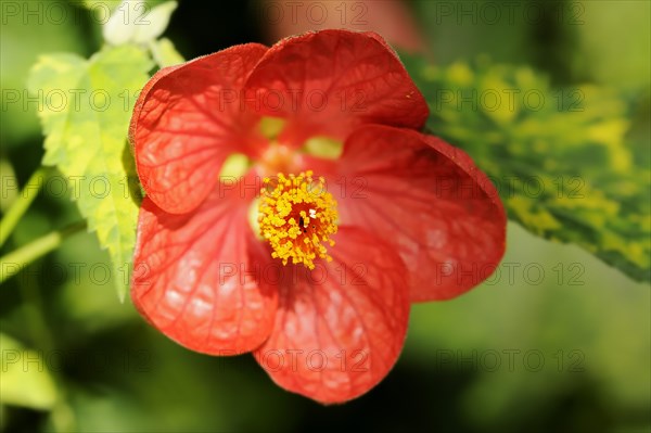 Beautiful mallow 'Goldprinz' (Abutilon cultivar), flower, ornamental plant, North Rhine-Westphalia,