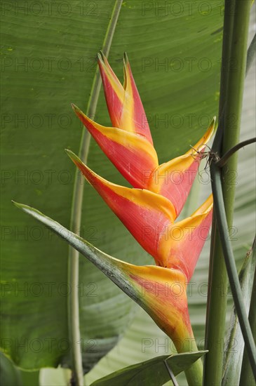 Heliconia (Heliconia caribaea), inflorescence, houseplant, North Rhine-Westphalia, Germany, Europe