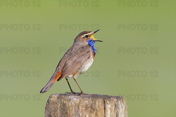 White-starred bluethroat (Luscinia svecica cyanecula), male, singing from a wooden fence post,