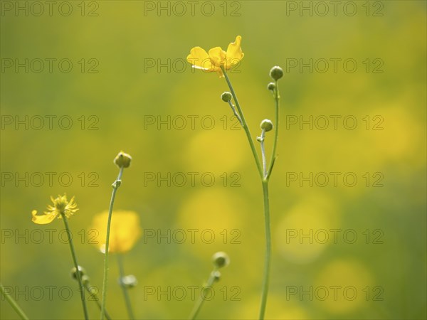Meadow with tall buttercups (Ranunculus acris), buttercup, common buttercup, near Irdning, Ennstal,