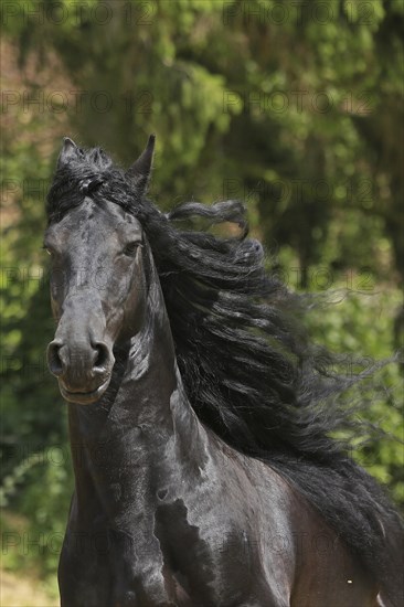Friesian, Friesian horse, Mane
