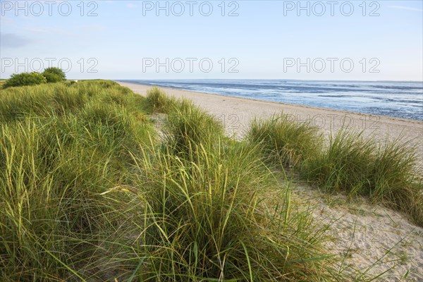 Marram grass (Ammophila arenaria) on dune and beach, Wadden Sea, Schillig, Wangerland, East Frisia,