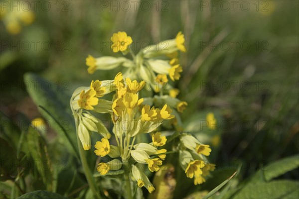 Common cowslip in a meadow, Primula veris