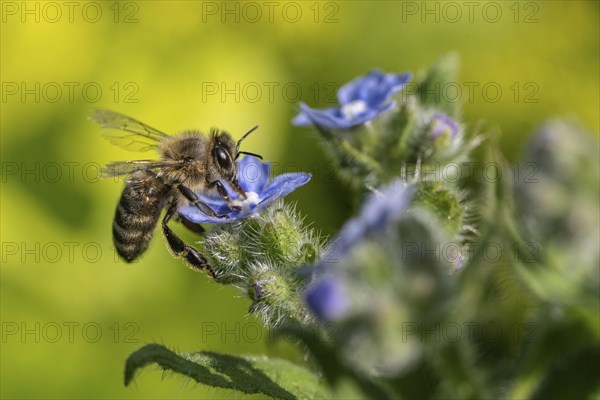 Honey bee (Apis mellifera) on Spanish ox tongue (Pentaglottis sempervirens), Emsland, Lower Saxony,
