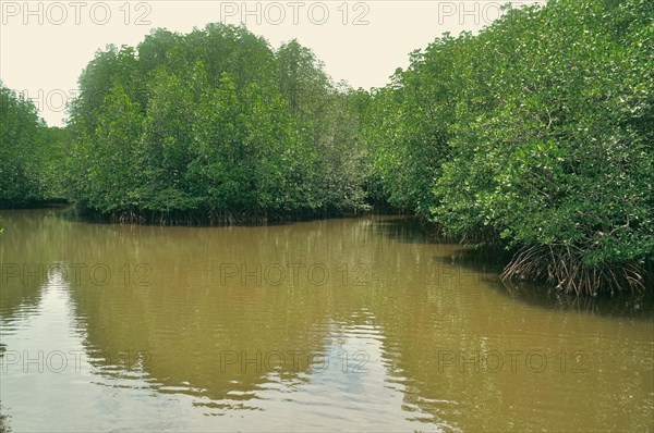 Lush dense population of mature mangrove trees in the swampy coastal waters as a result of