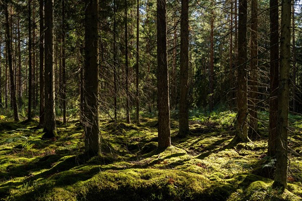 Mossy forest floor, pine trees, Tingsryd, Kronobergs laen, Sweden, Europe