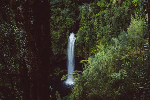 Omanawa Falls waterfall near Tauranga, New Zealand. Tropical nature surrounds the waterfall