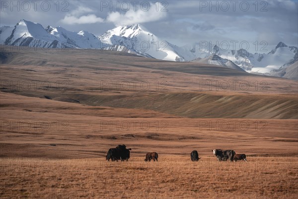 Glaciated and snow-covered mountains, yaks grazing on the plateau in autumnal mountain landscape