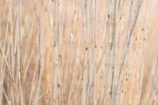 Common reed (Phragmites australis), or reed, close-up of dry focussed and blurred stems in beige,