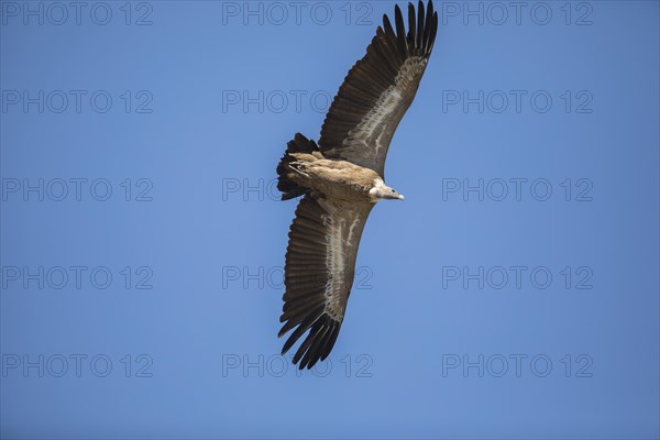 Griffon vulture (Gyps fulvus), Monfraguee National Park, Extremadura, Castilla La Mancha, Spain,