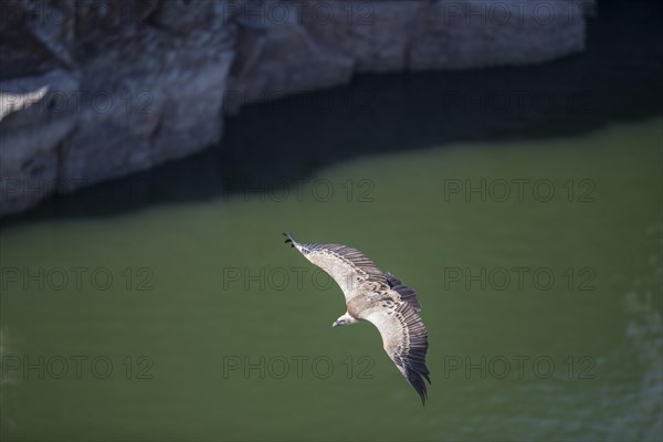 Griffon vulture (Gyps fulvus), Monfraguee National Park, Extremadura, Castilla La Mancha, Spain,