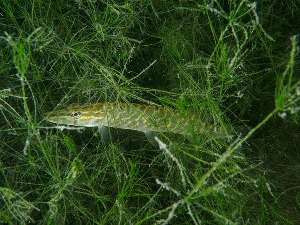 A young pike (Esox lucius), lurking well hidden between algae and aquatic plants for prey. Dive