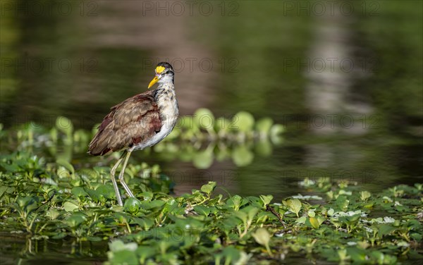 Northern jacana (Jacana spinosa), female standing on floating plants in the water, Tortuguero