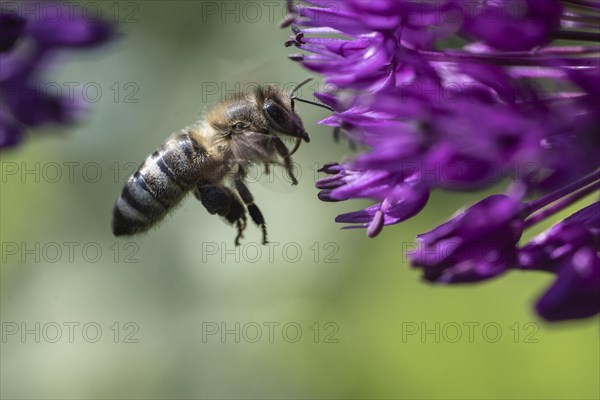 Honey bee (Apis mellifera) on ornamental leek (Allium aflatuense), Emsland, Lower Saxony, Germany,