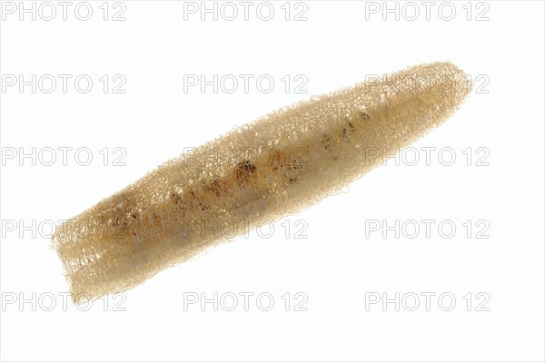 Sponge cucumber (Luffa aegyptiaca, Luffa cylindrica), fibrous interior of the ripe fruit, used as a