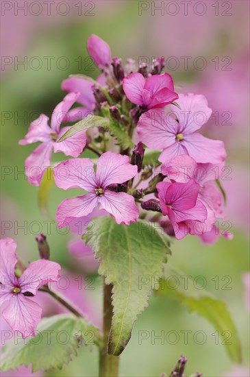 Dame's rocket (Hesperis matronalis), flowers, North Rhine-Westphalia, Germany, Europe