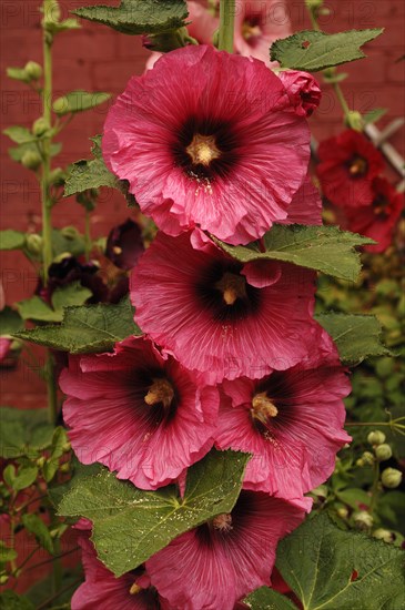 Blossoms of a hollyhock (Alcea rosa)