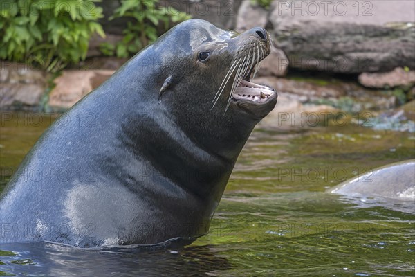 California sea lion (Zalophus californianus), Nuremberg Zoo, Middle Franconia, Bavaria, Germany,