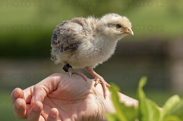 Pedigree chicken chick sits in hand, Wittorf, Samtgemeinde Bardowick, Lower Saxony, Germany, Europe