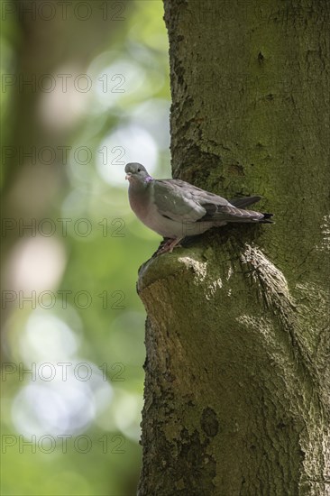 Stock Dove (Columba oenas), Emsland, Lower Saxony, Germany, Europe
