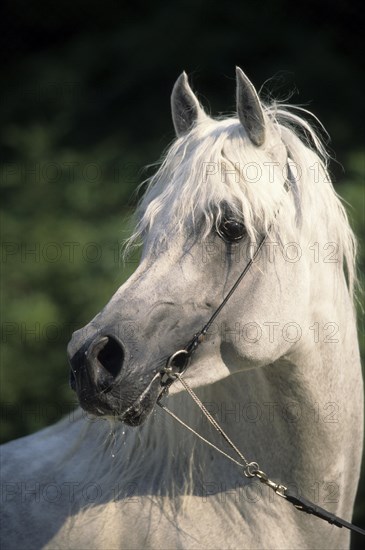 Arabian, Horse, Stallion