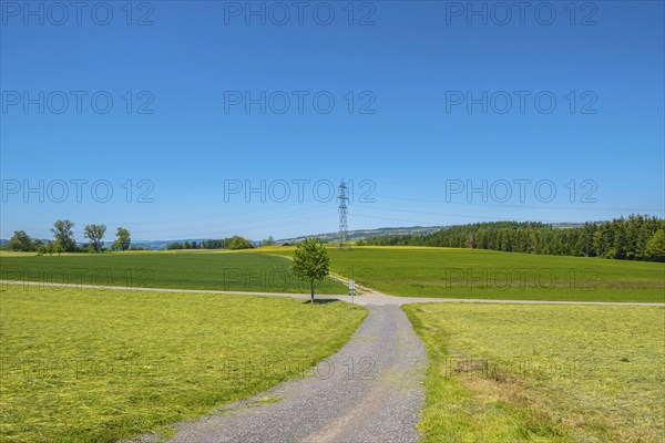A clear summer day with a path through green fields and meadows, surrounded by trees and a power