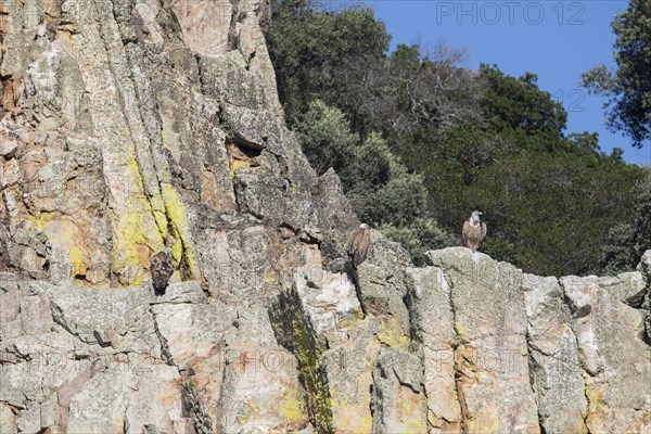 Griffon vulture (Gyps fulvus), Monfraguee National Park, Extremadura, Castilla La Mancha, Spain,
