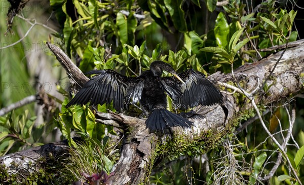 Anhinga (Anhinga anhinga) with outstretched wings, sitting on a branch and drying its feathers,