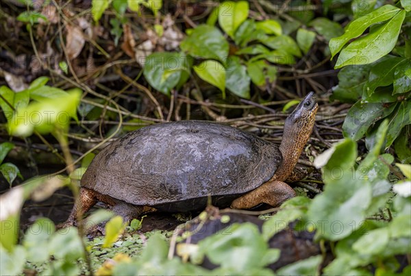 American tortoise (Rhinoclemmys funerea) among aquatic plants, Tortuguero National Park, Costa