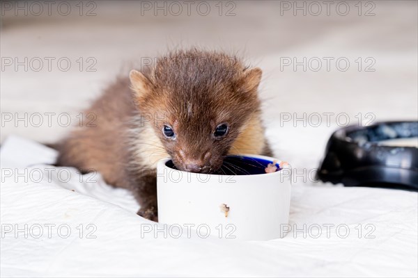 Beech marten (Martes foina), practical animal welfare, young animal eats from food bowl in a