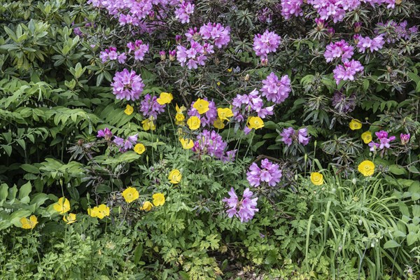 Welsh poppy (Meconopsis cambrica) in front of rhododendron, Emsland, Lower Saxony, Germany, Europe