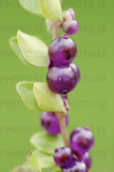 Hedge myrtle 'Maigruen' (Lonicera nitida), twig with fruit, ornamental plant, North