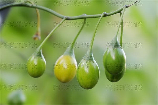 Large kangaroo apple (Solanum laciniatum), fruit on a shrub, native to Australia and New Zealand