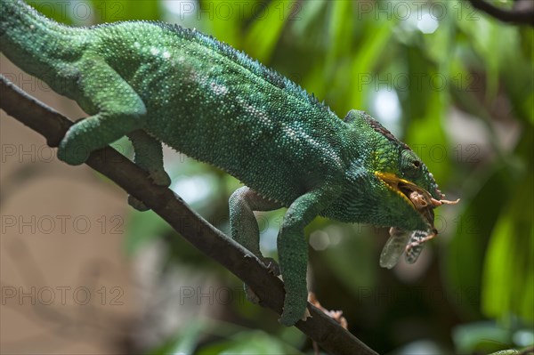 Panther Chameleon, terrarium in the Nuremberg Zoo, Nuremberg, Middle Franconia, Bavaria, Germany,