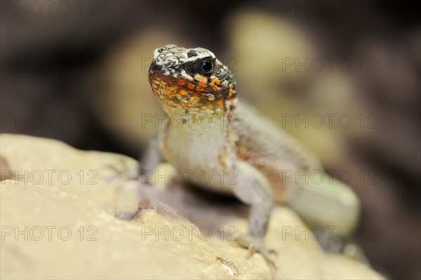 Colourful masked iguana (Leiocephalus personatus), male, captive, occurring in Haiti and the