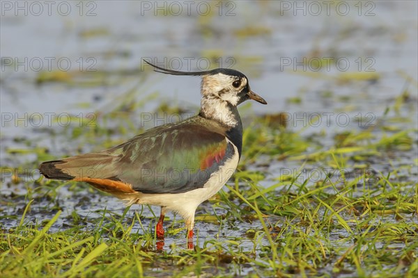 Northern lapwing (Vanellus vanellus), in a wet meadow, Ochsenmoor on Lake Duemmer, Lower Saxony,