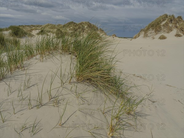 Sand dunes with grass under a cloudy sky, dune and beach by the sea with footpaths, grass and lots