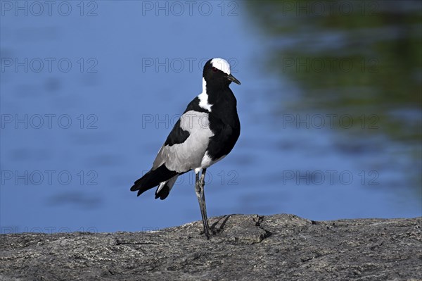 Blacksmith lapwing or Blacksmith Plover (Vanellus armatus), Serengeti National Park, Tanzania,
