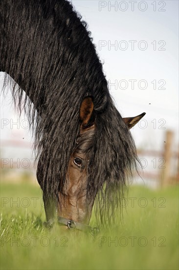 Andalusian, Andalusian horse