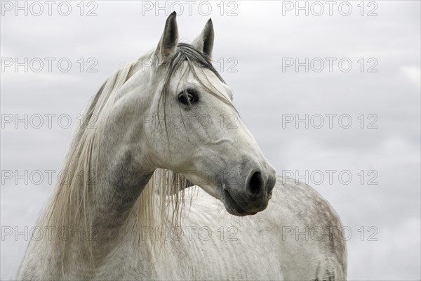 Andalusian, Andalusian horse, Antequera, Andalusia, Spain, Europe