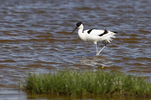Black-capped avocet (Recurvirostra avosetta) wading through water, North Sea coast, Dithmarschen,