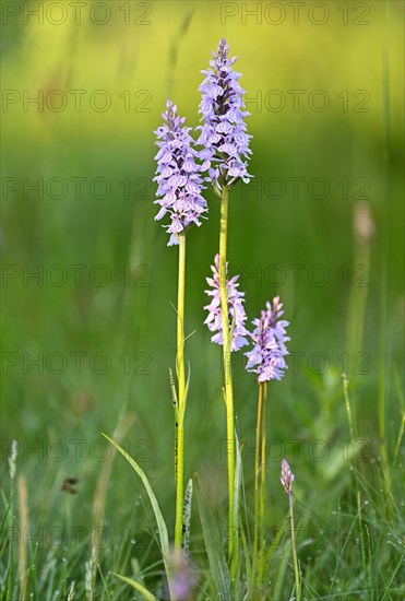 Moorland spotted orchid (Dactylorhiza maculata), flowering wild orchid, Lower Rhine, North