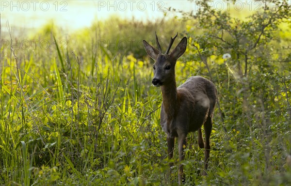 Roebuck (Capreolus capreolus), meadow, Lower Austria)