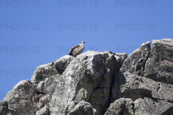 Griffon vulture (Gyps fulvus), Monfraguee National Park, Extremadura, Castilla La Mancha, Spain,