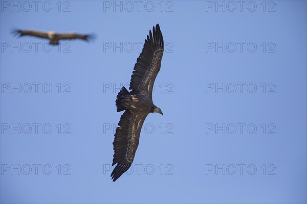 Griffon vulture (Gyps fulvus), Monfraguee National Park, Extremadura, Castilla La Mancha, Spain,