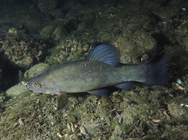 A tench (Tinca tinca) rests on the sandy bottom at night. Dive site Zollbruecke, Rheinau, Canton
