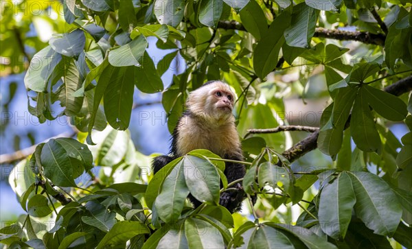 White-headed capuchin (Cebus imitator), sitting on a branch between leaves, Tortuguero National